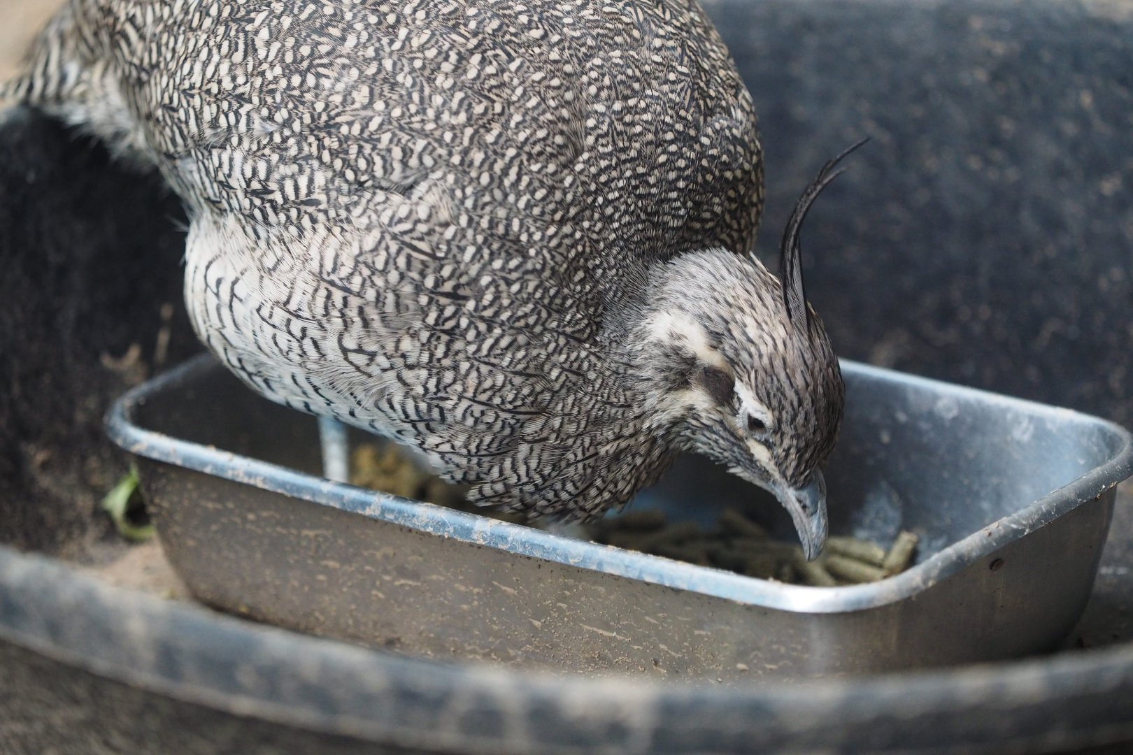 Elegant-crested tinamou