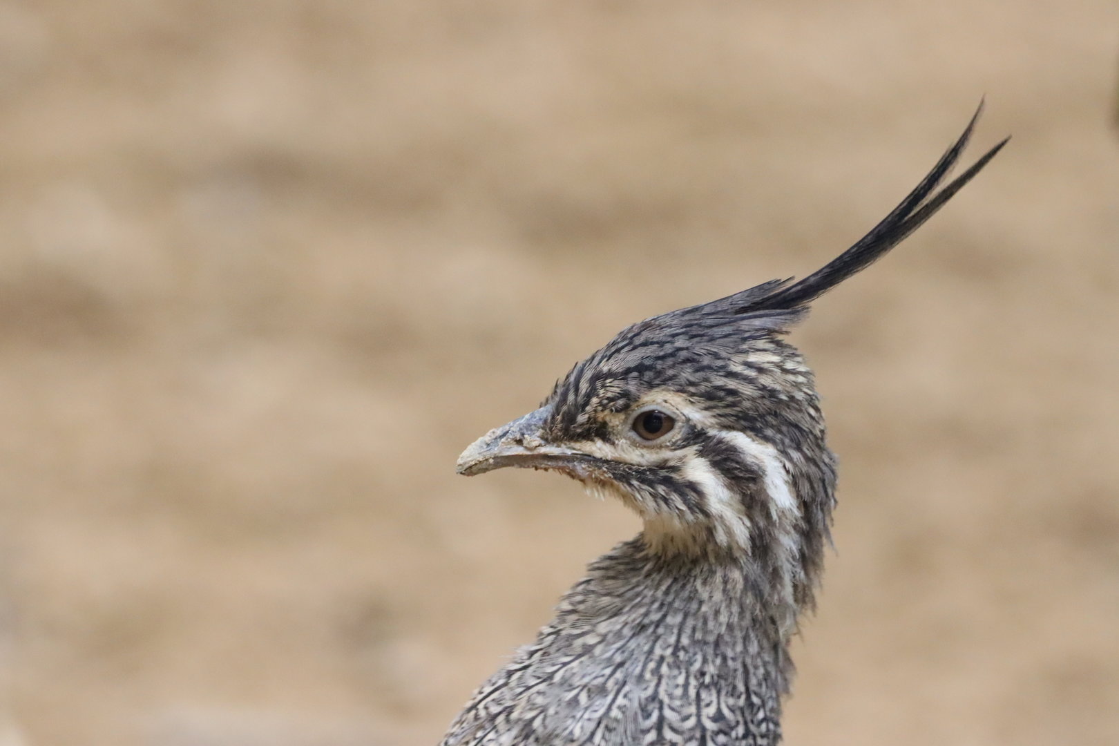 Elegant-crested Tinamou