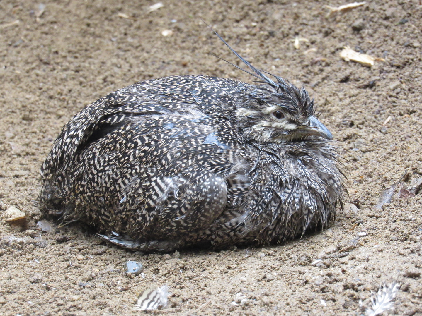 Elegant-Crested Tinamou