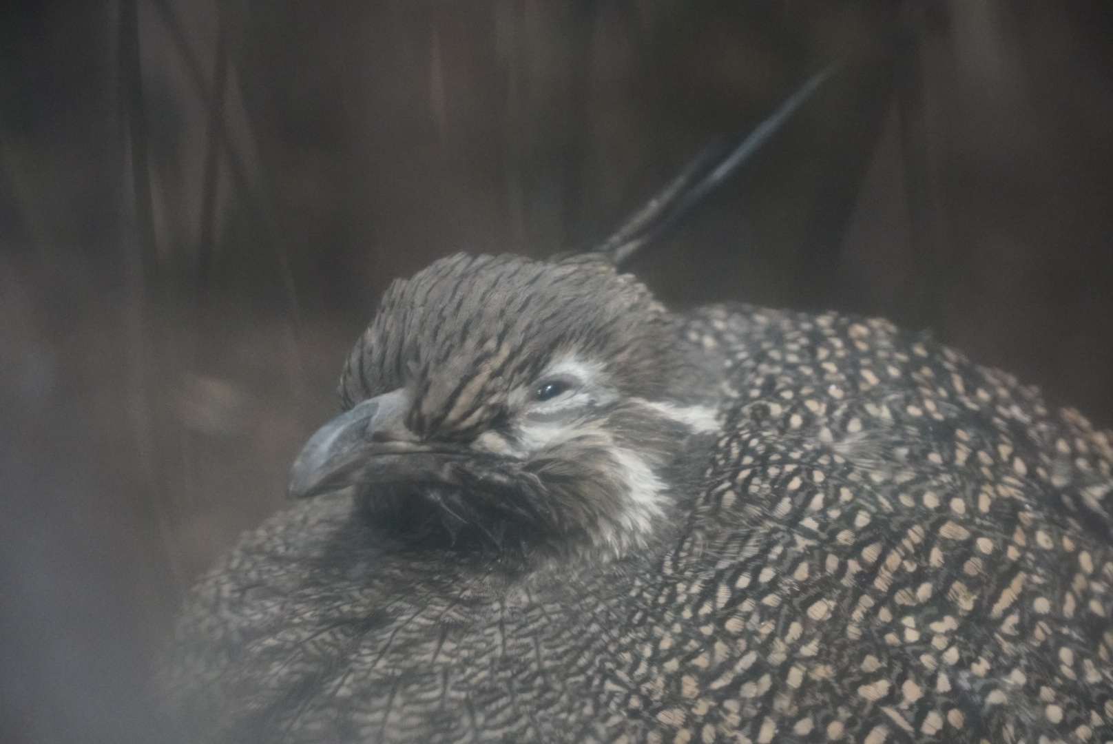 Elegant Crested Tinamou