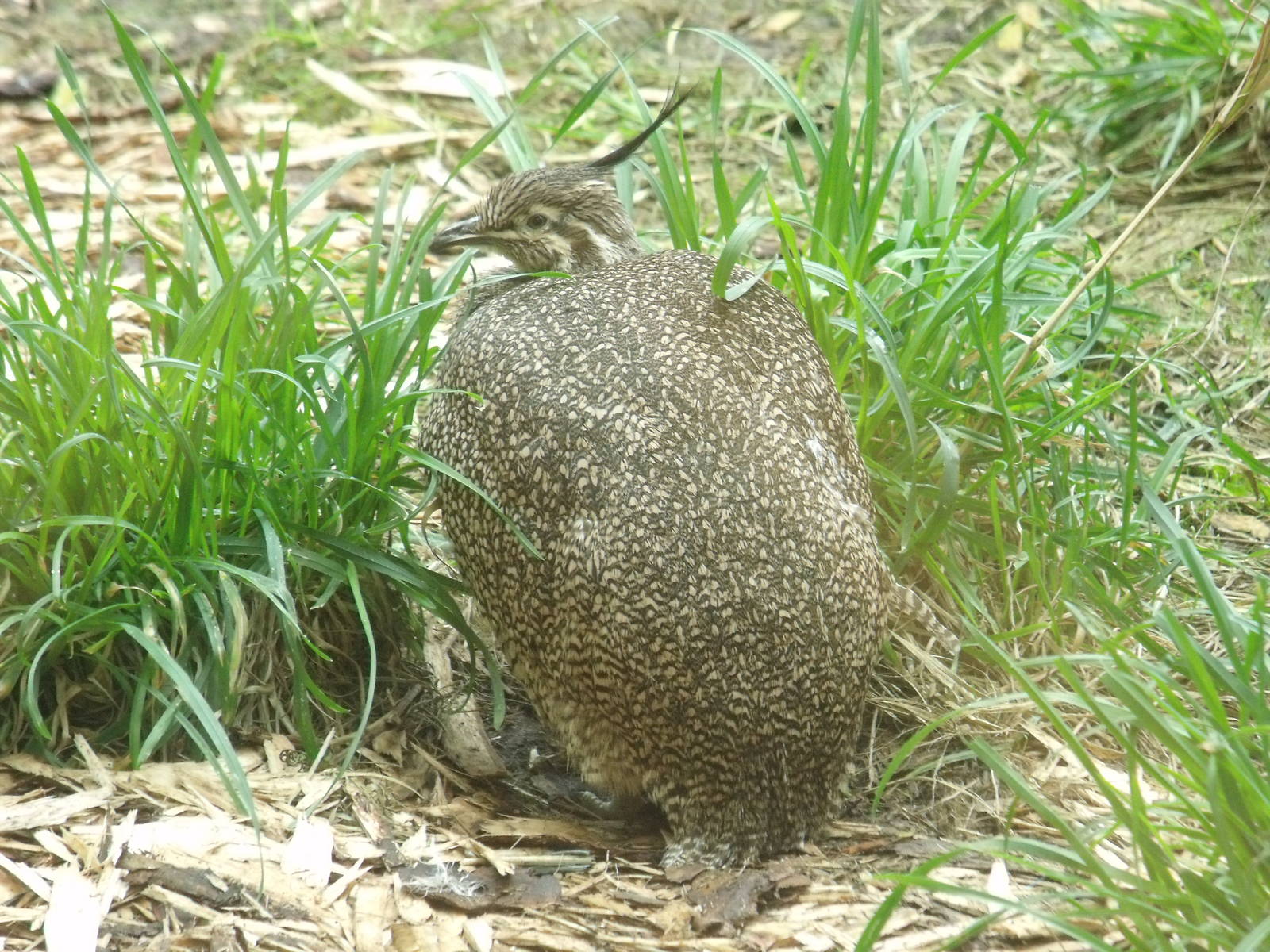 Elegant Crested Tinamou