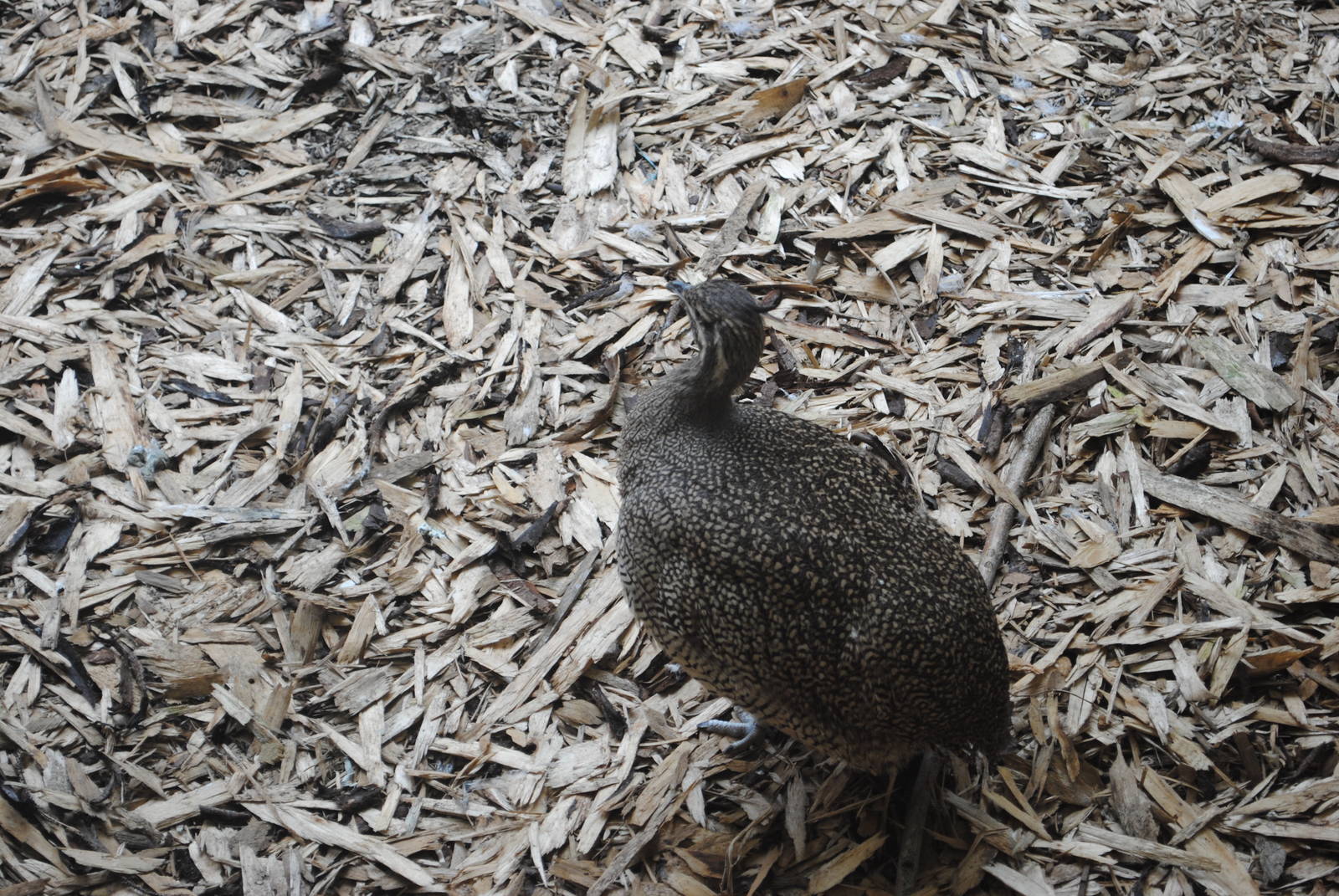 Elegant Crested Tinamou