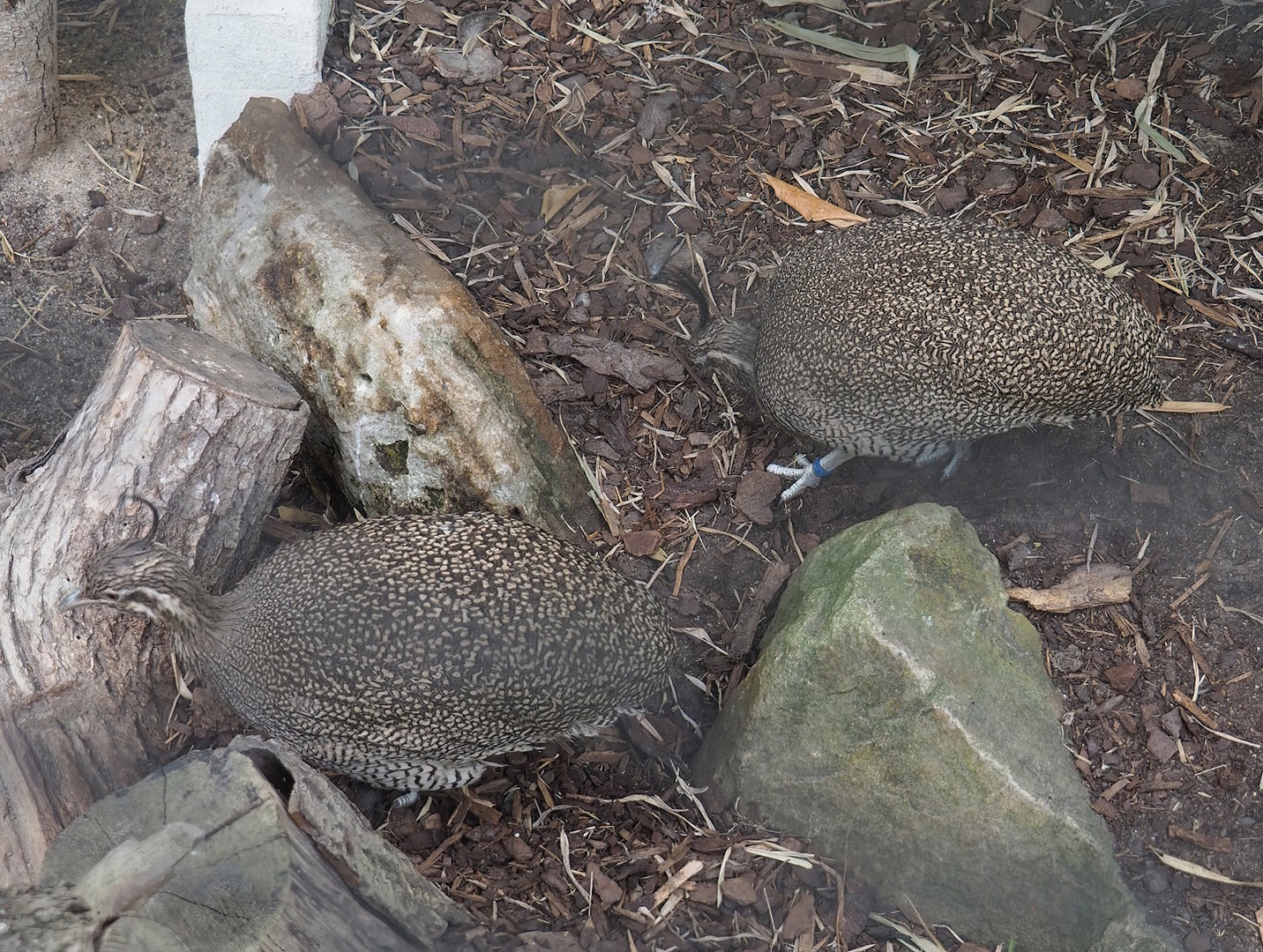 Elegant crested tinamous (Eudromia elegans), 2022-07-10