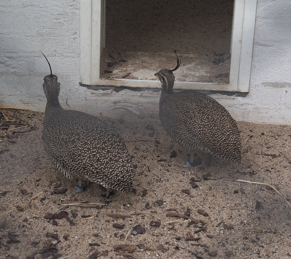 Elegant crested tinamous (Eudromia elegans), 2022-07-10