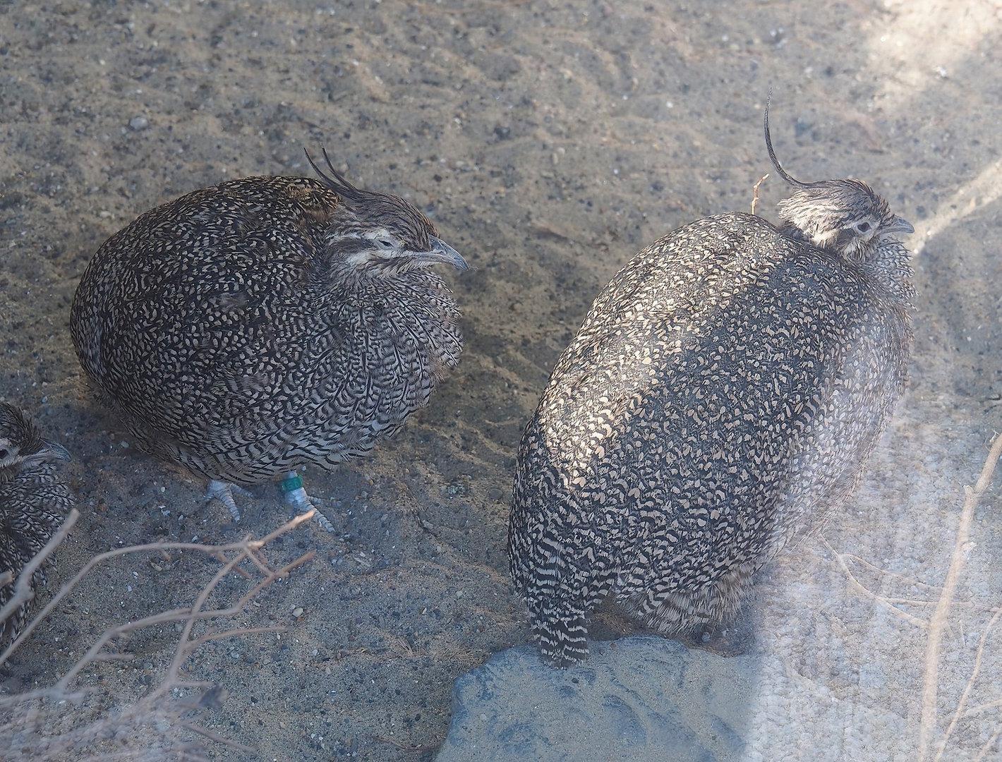 Elegant crested tinamous (Eudromia elegans), 2022-08-28