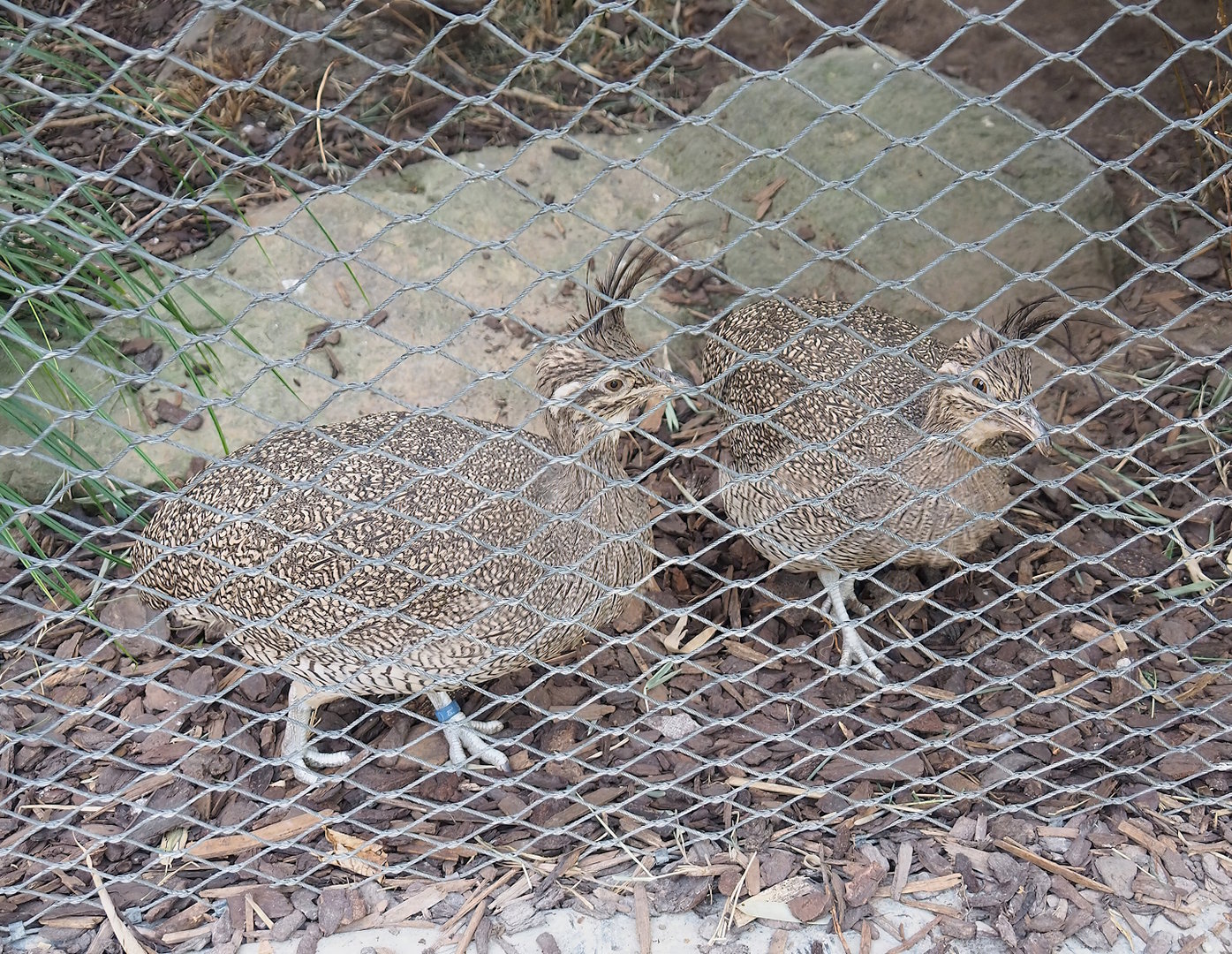 Elegant crested tinamous (Eudromia elegans), 2022-09-04