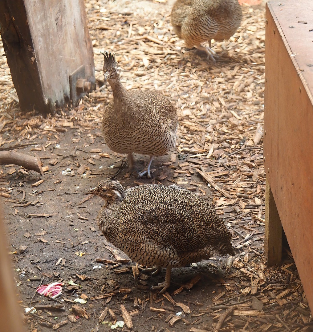 Elegant-crested tinamous (Eudromia elegans), 2023-05-19