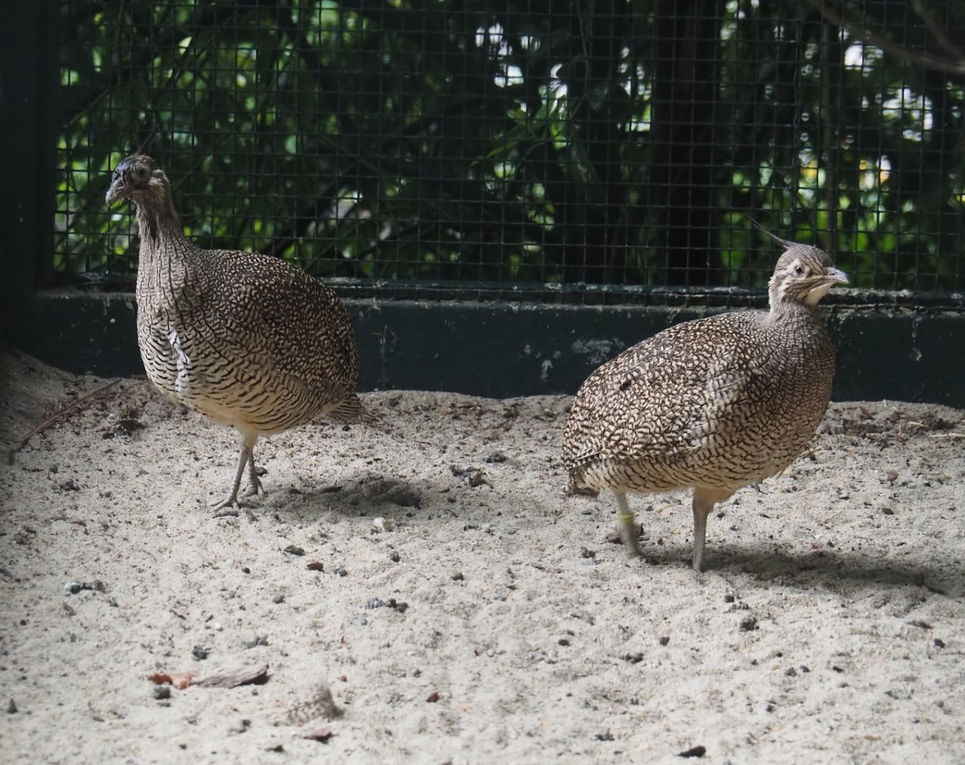 Elegant-crested tinamous (Eudromia elegans), 2024-05-22