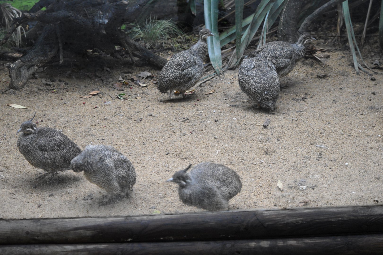 Elegant crested tinamous