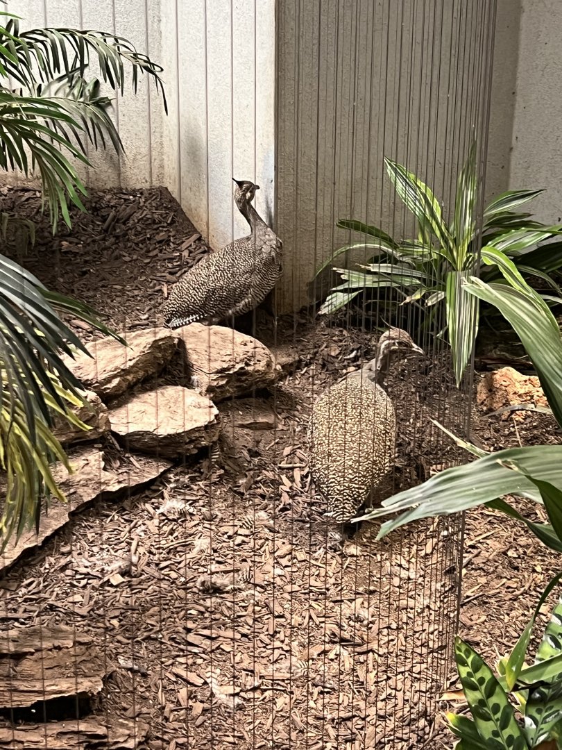 Elegant-Crested Tinamous