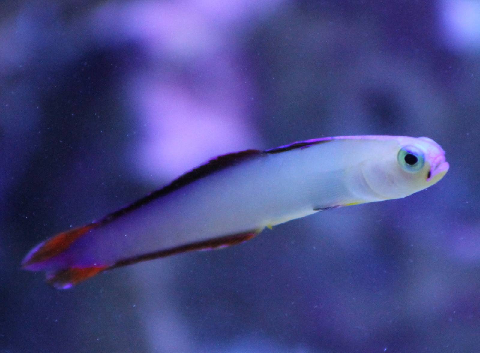 Elegant dartfish