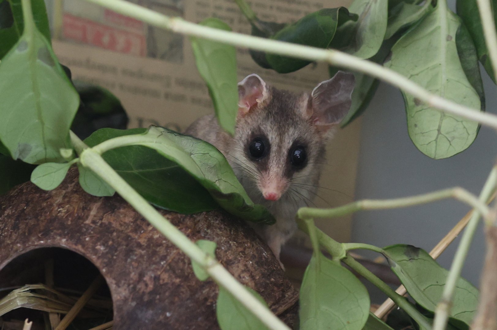 Elegant Fat-tailed Mouse Opossum (Thylamys elegans)