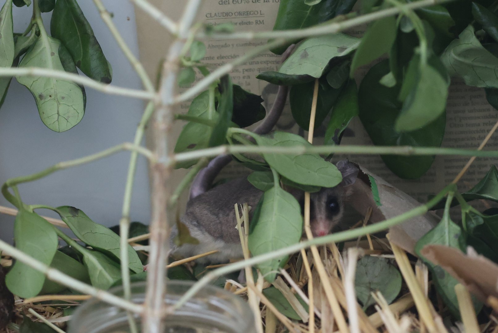 Elegant Fat-tailed Mouse Opossum (Thylamys elegans)