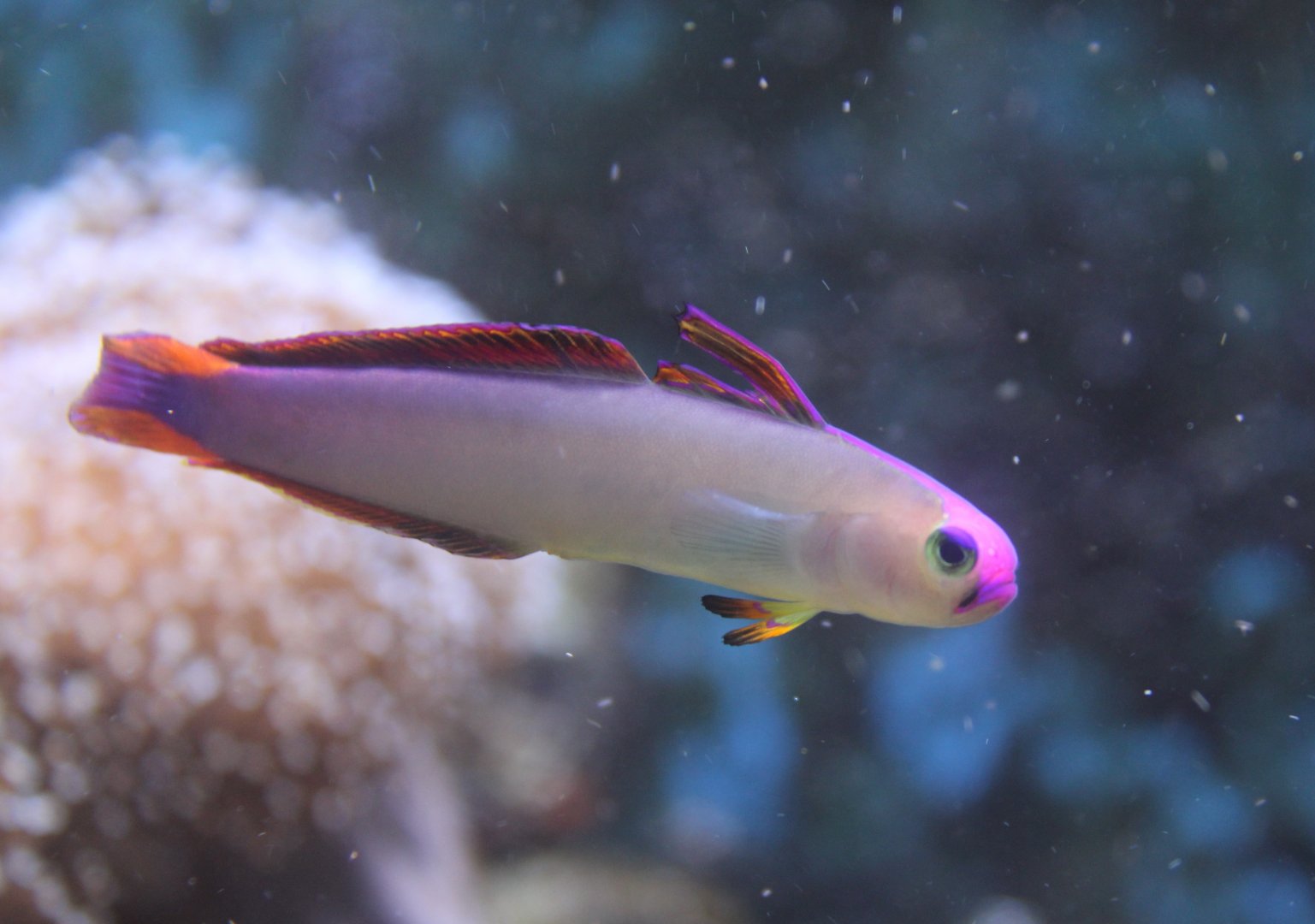 Elegant firefish - Nemateleotris decora