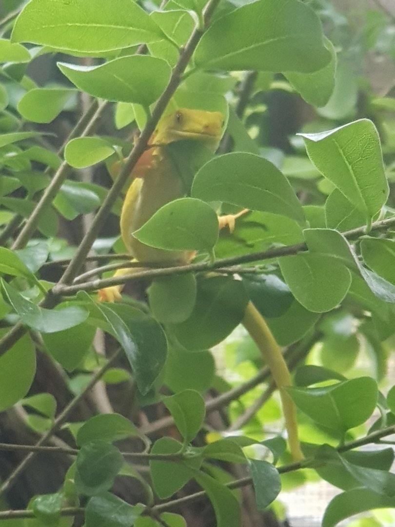 Elegant Gecko/Auckland Green Gecko (Naultinus elegans) Xanthic Morph