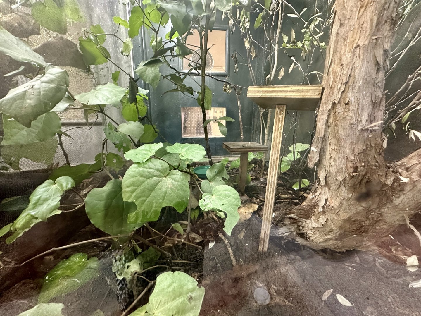 Elegant Gecko (Naultinus elegans)