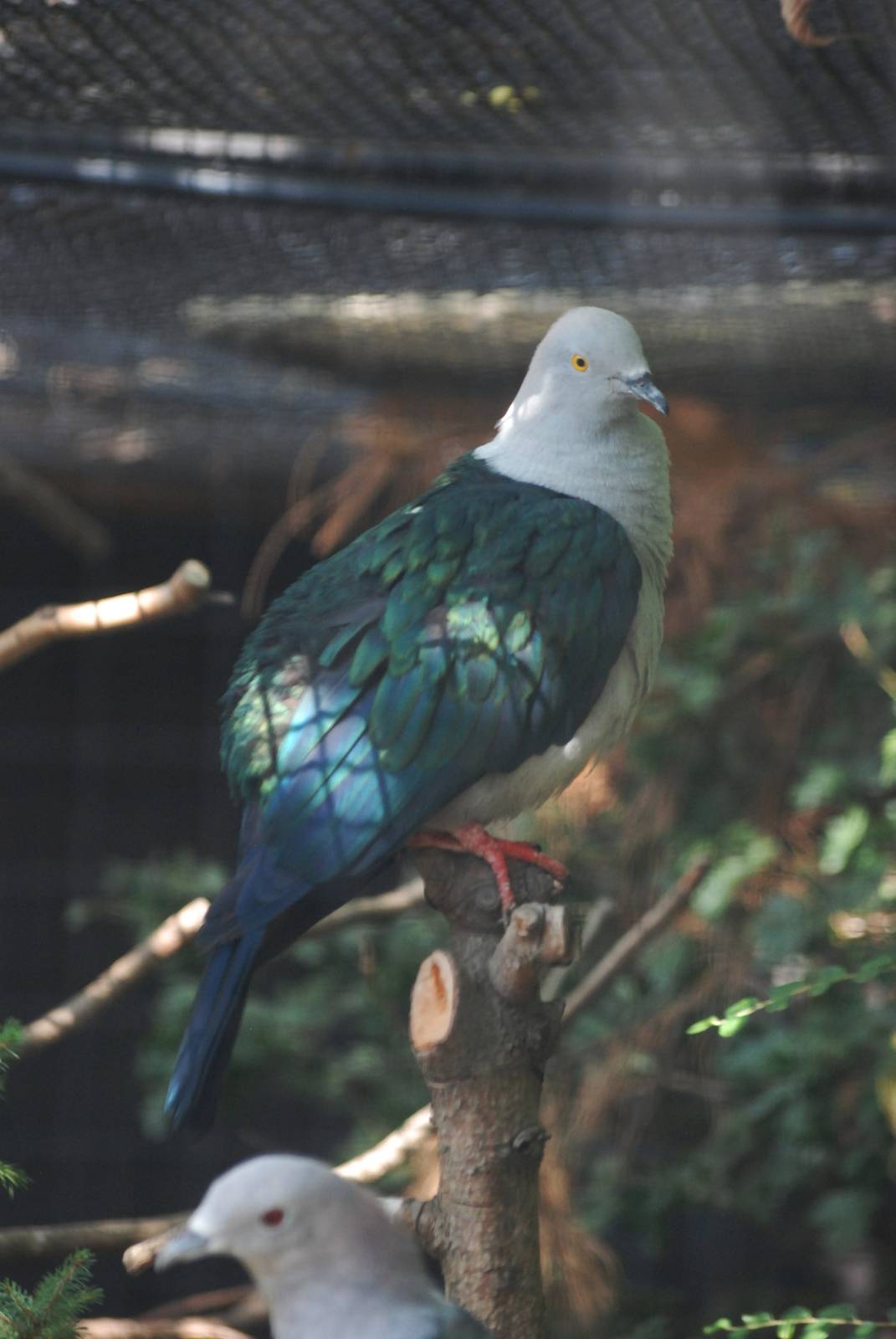 Elegant Imperial Pigeon at Prague, 25/08/12