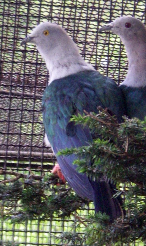 Elegant Imperial Pigeon (Ducula concinna)