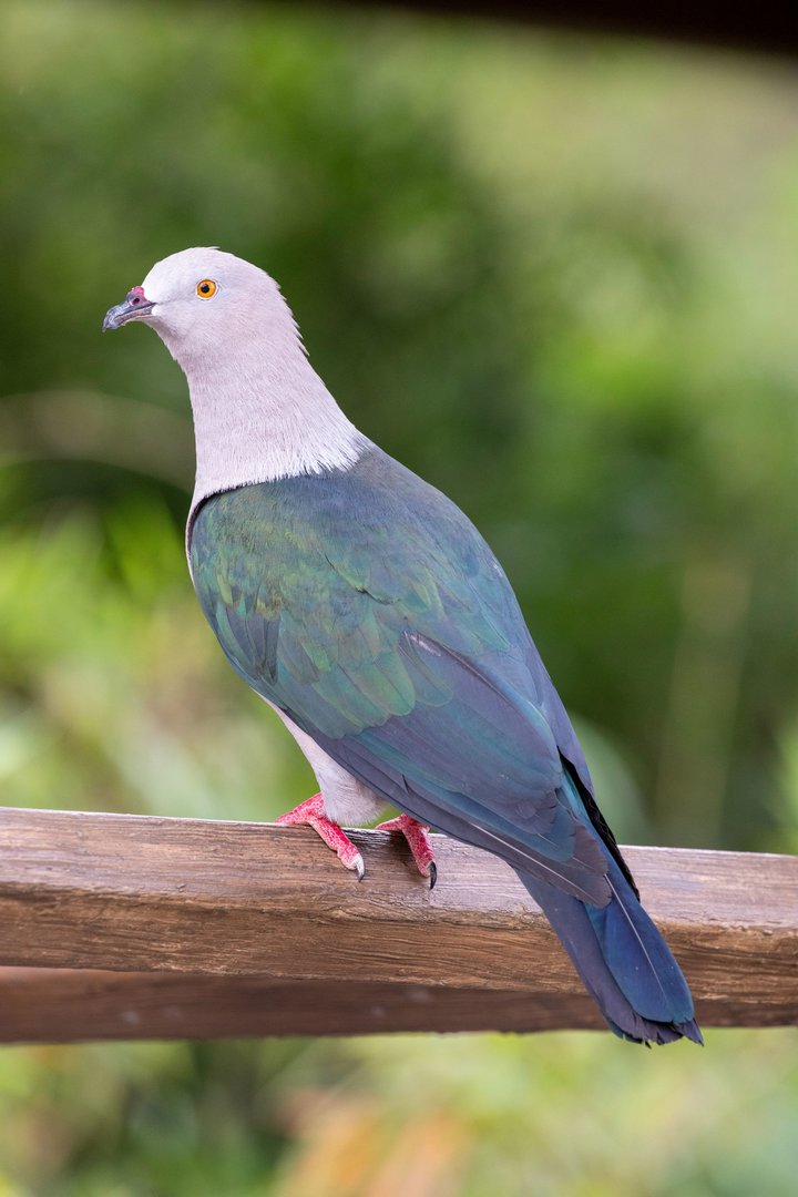 Elegant imperial pigeon (Ducula concinna)
