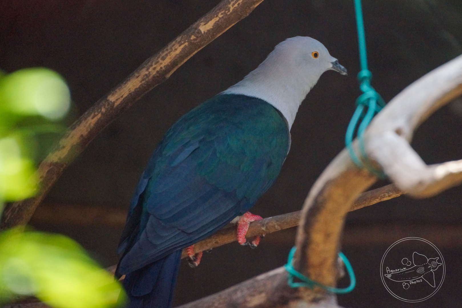 Elegant Imperial Pigeon (Ducula concinna)