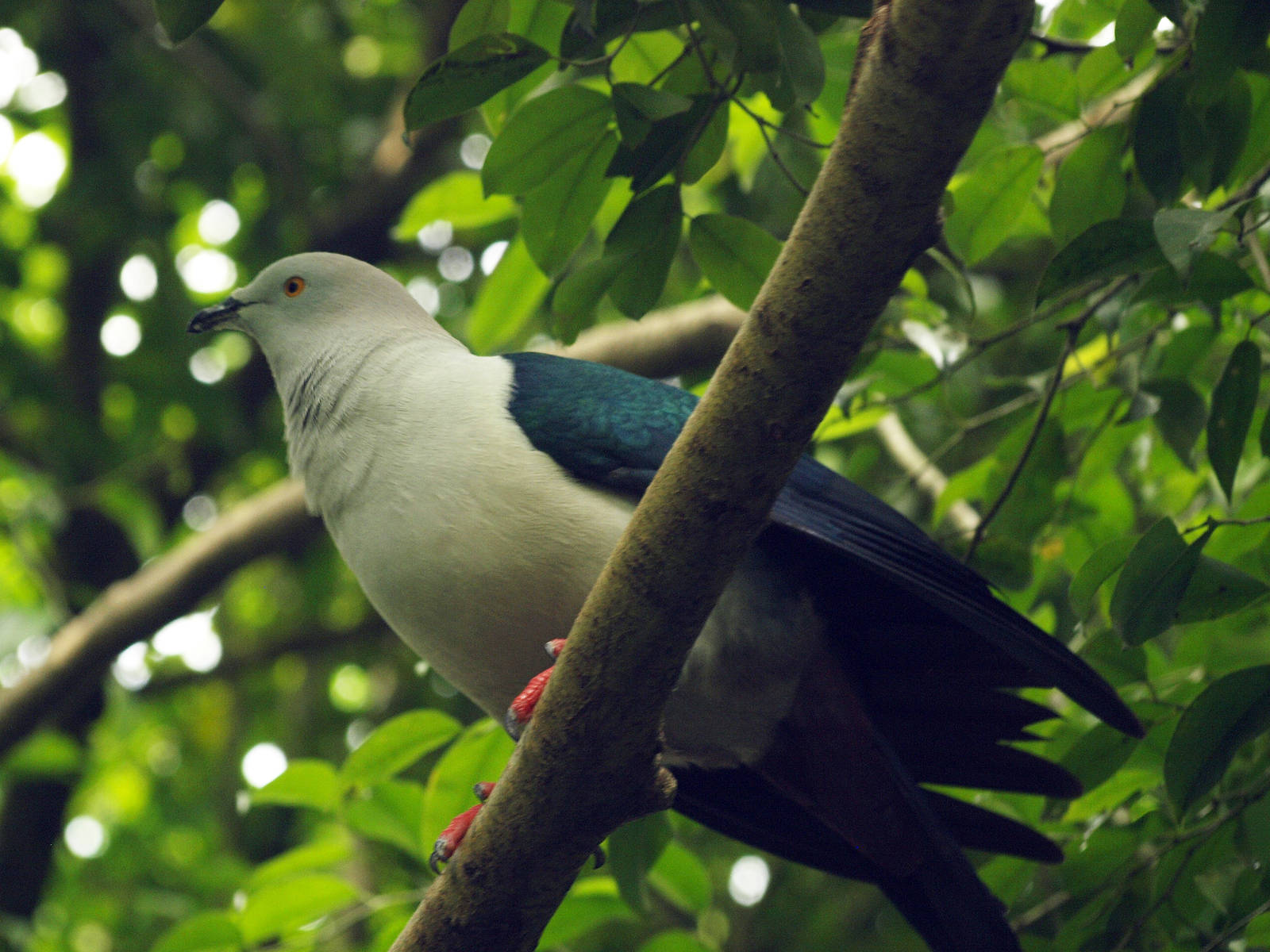 Elegant Imperial pigeon