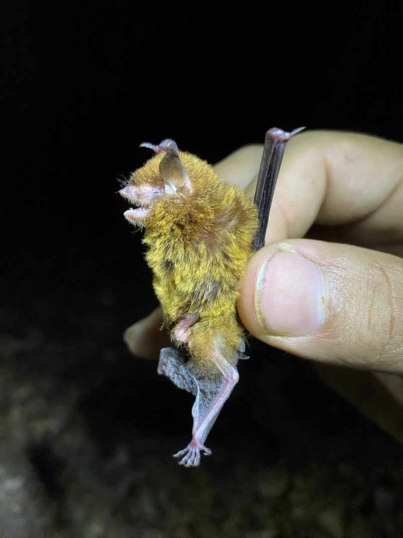 Elegant Myotis (Myotis elegans)
