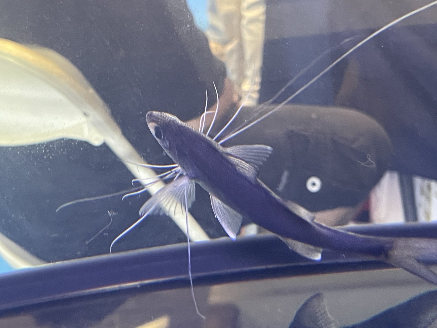 elegant paradise fish (polynemus cf. multifilis)