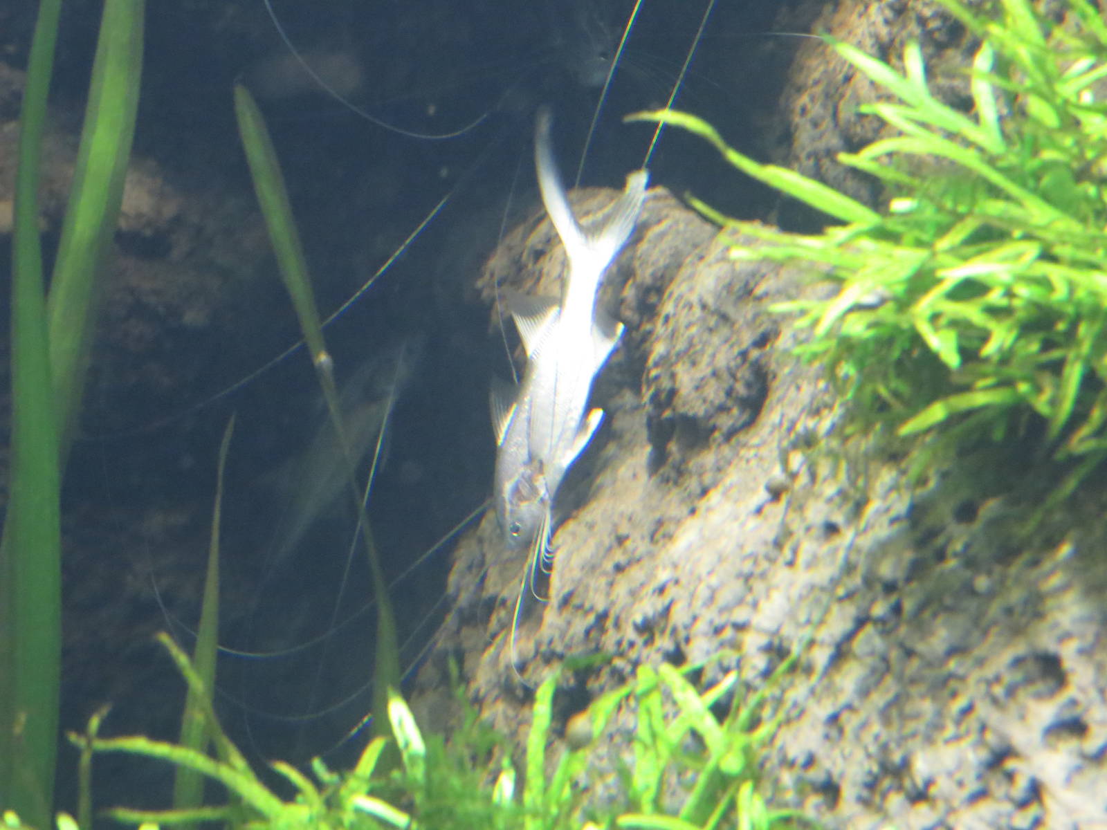 Elegant paradisefish, June 2015.