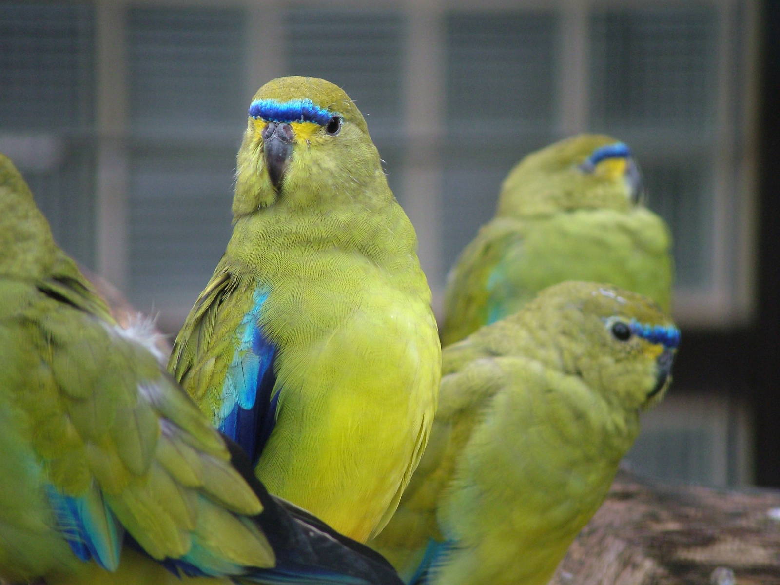 Elegant Parakeet (Neophema elegans) at Walsrode 2007