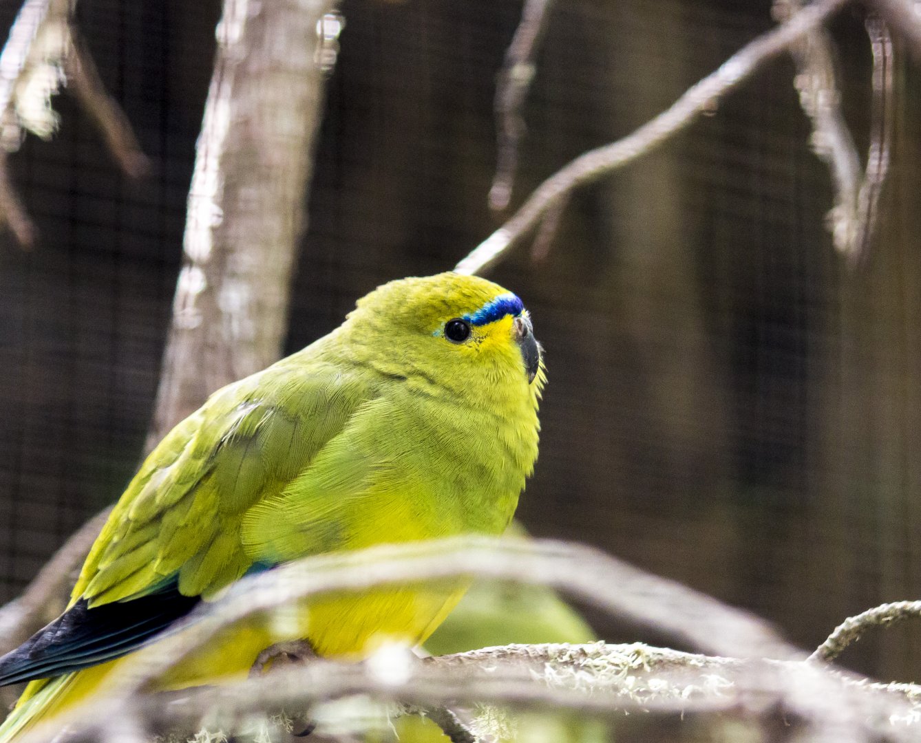 Elegant parrot, Neophema elegans