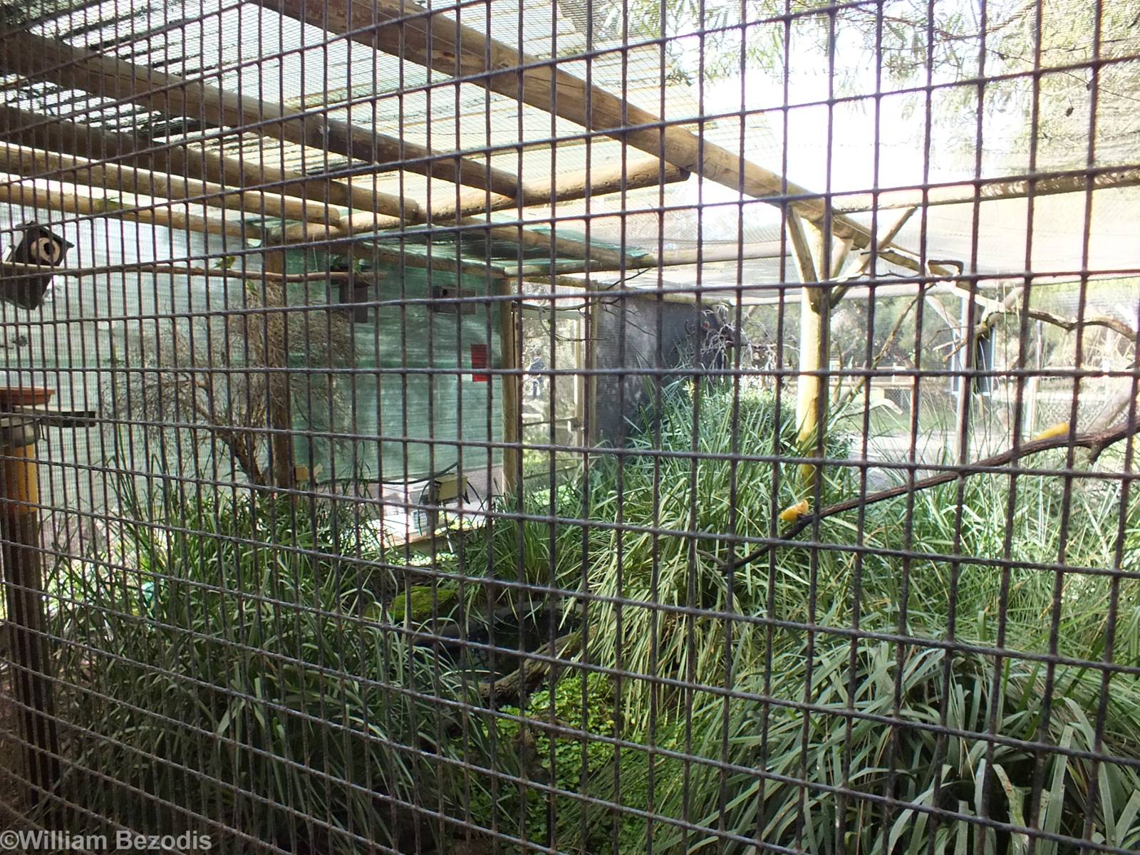 Elegant Parrot, Western Rosella, and Purple-crowned Lorikeet Aviary - Caver