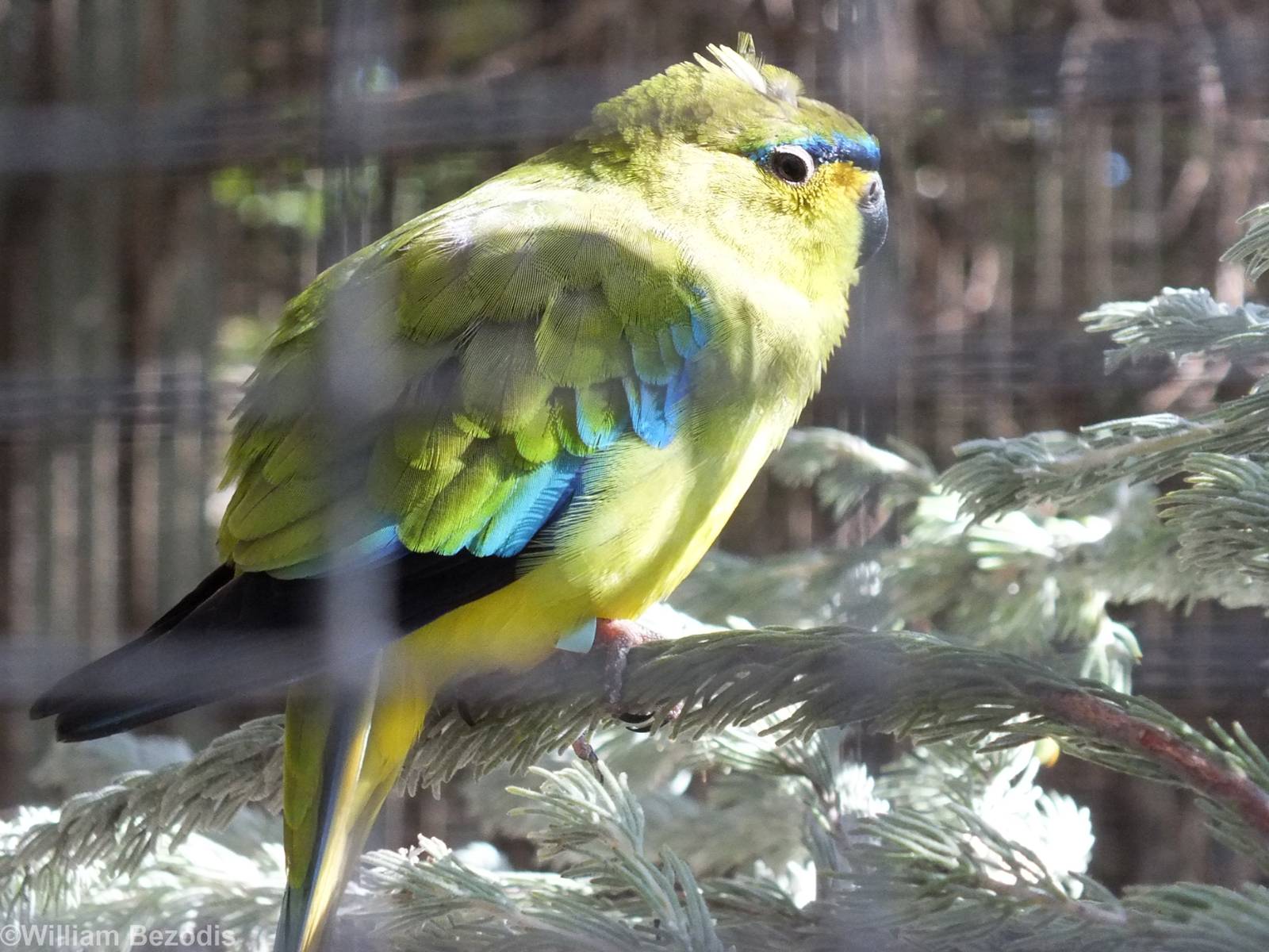 Elegant Parrot