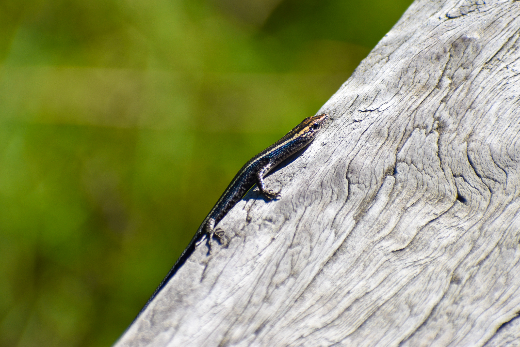 Elegant Snake-eyed Skink (Cryptoblepharus pulcher)