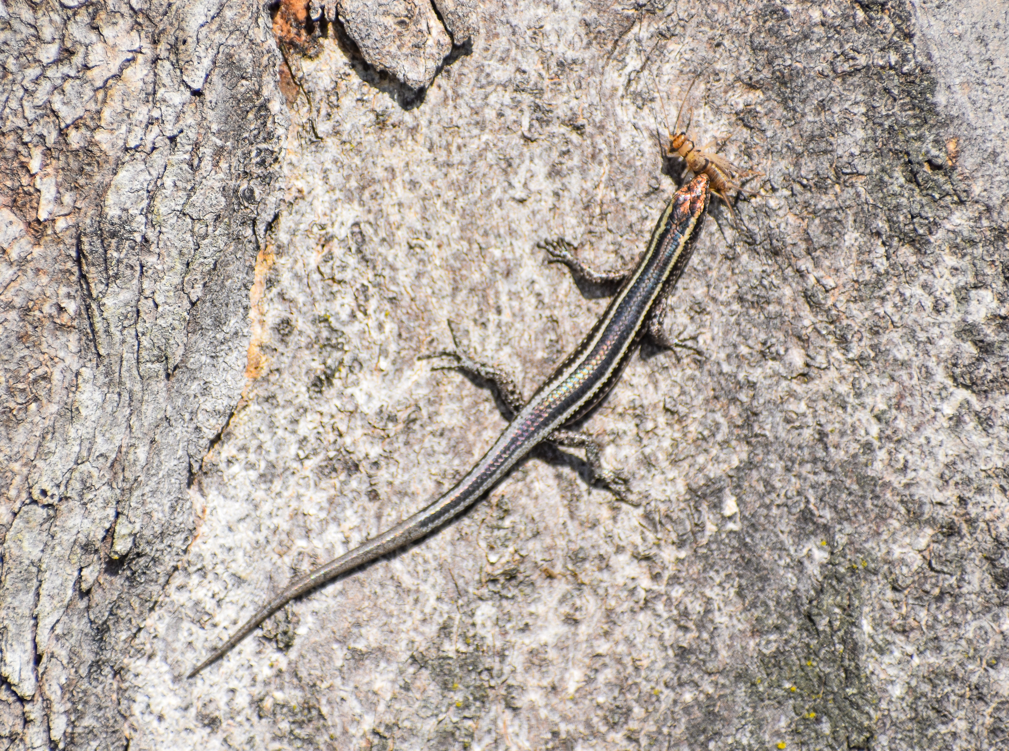 Elegant Snake-eyed Skink eating cricket