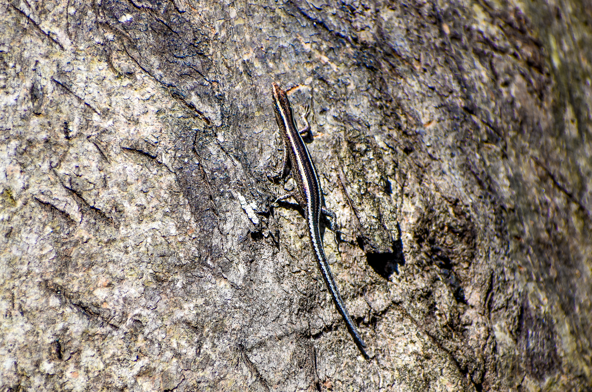 Elegant Snake-eyed Skink