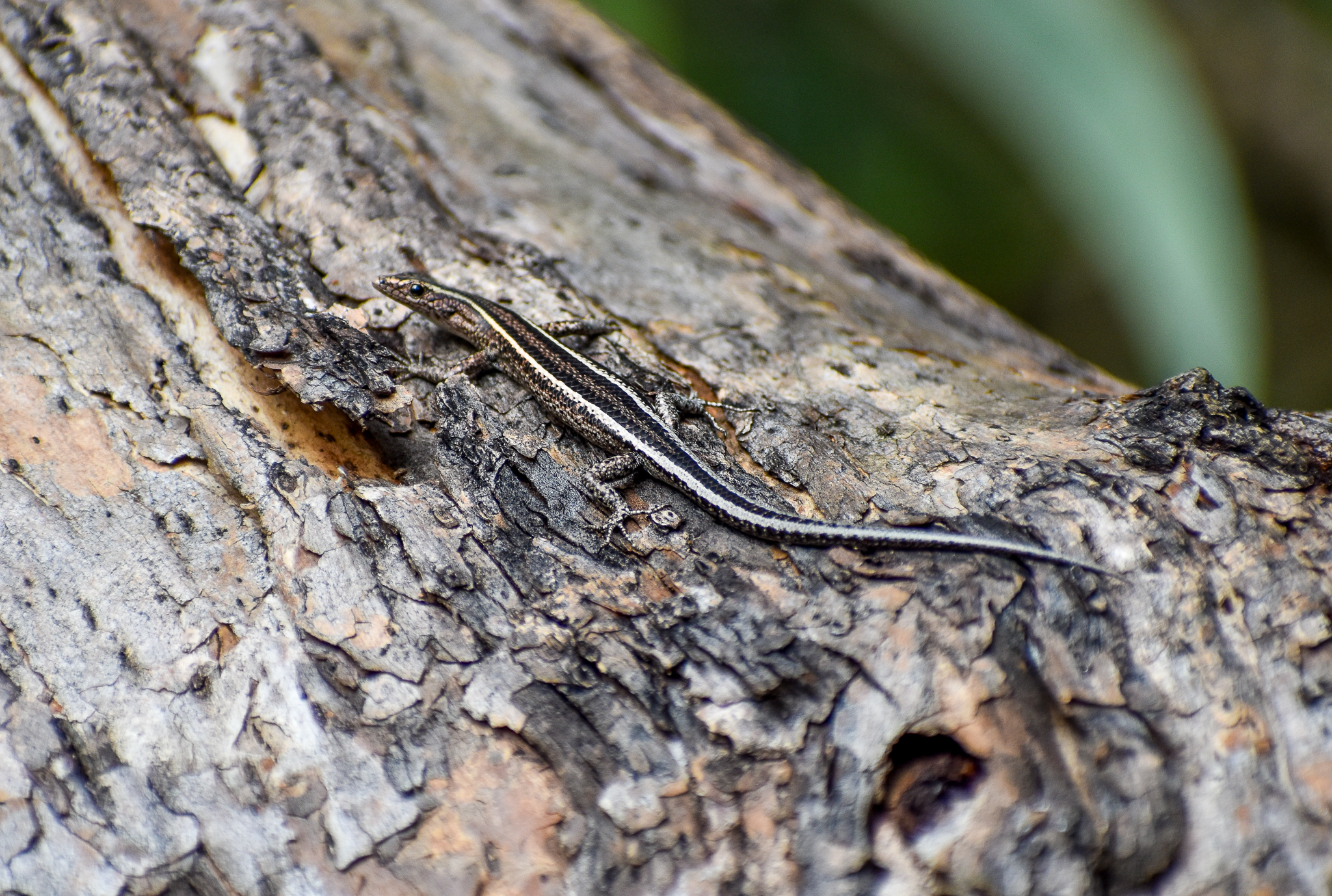 Elegant Snake-eyed Skink