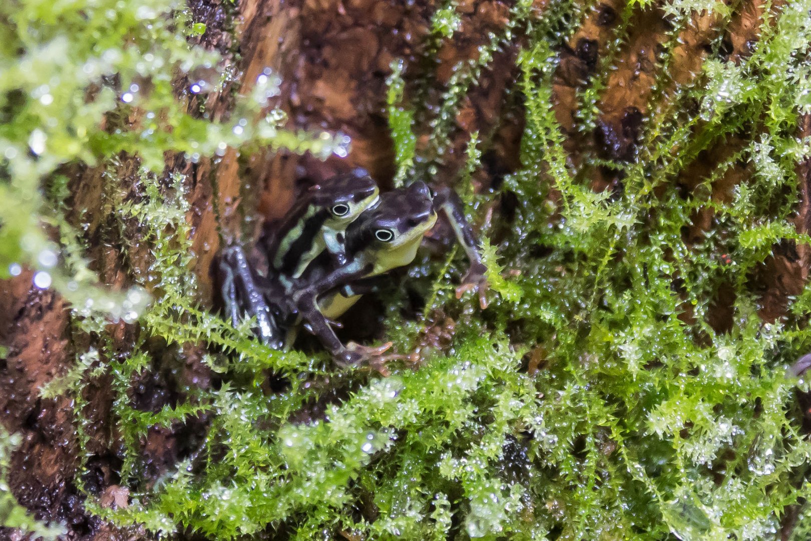 Elegant stubfoot toad