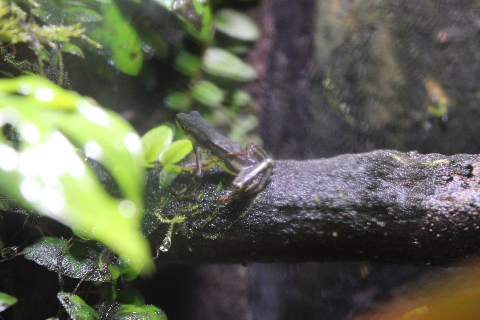 Elegant Stubfoot Toad