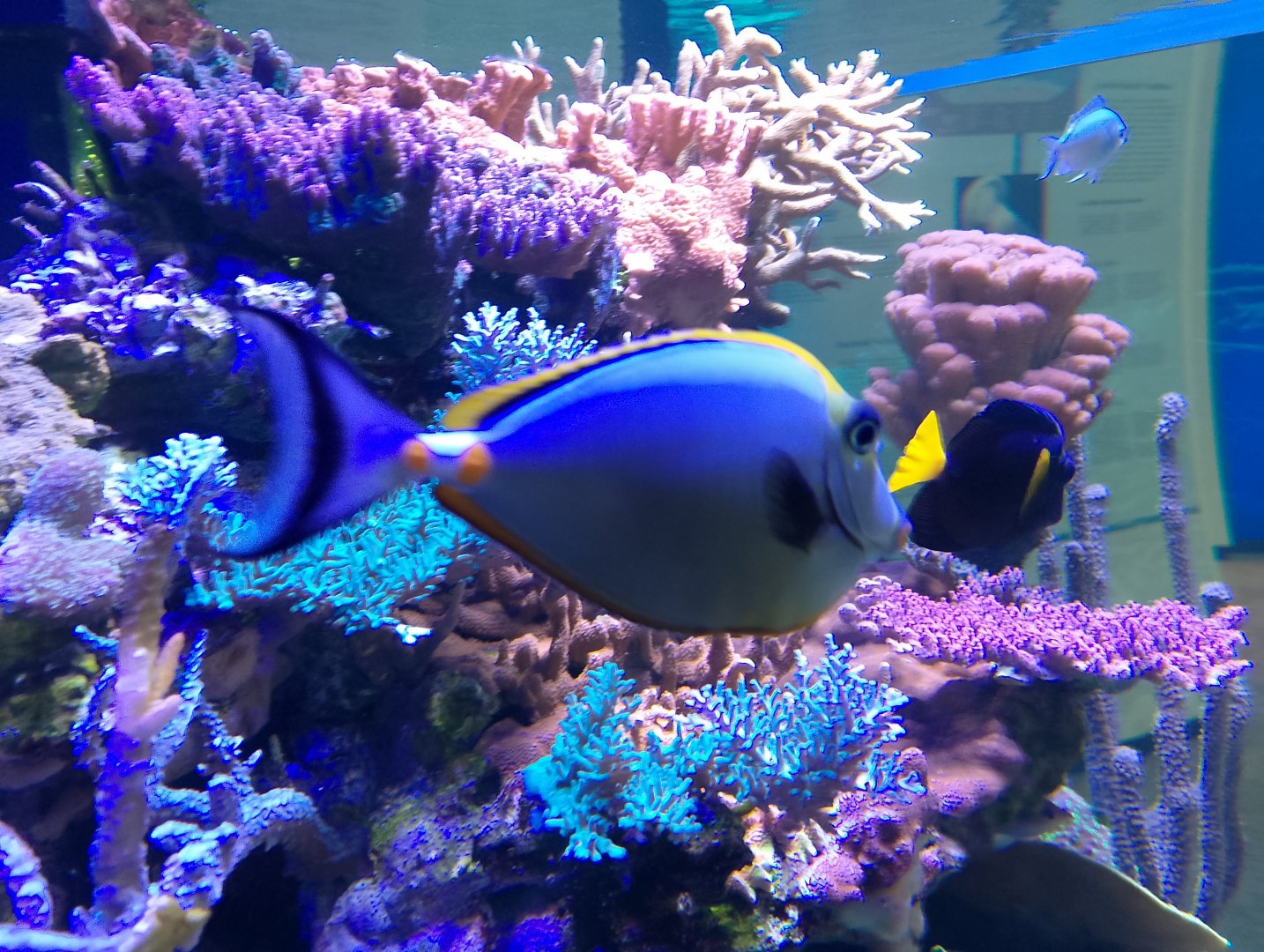 Elegant surgeonfish