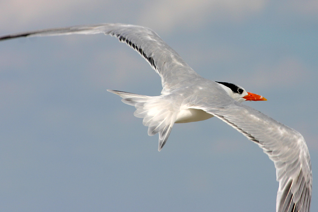 Elegant Tern at Fort De Soto, Fl.