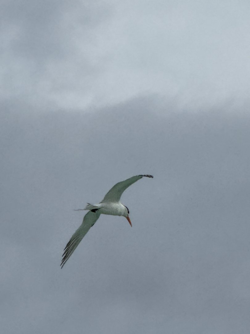 Elegant tern (Thalasseus elegans)