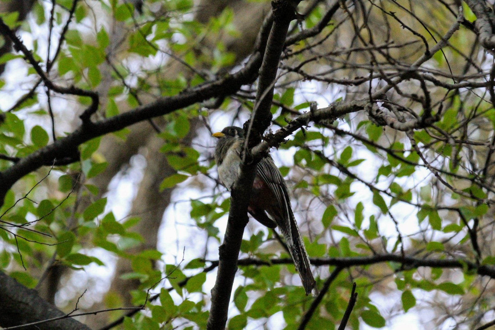 Elegant Trogon (female)