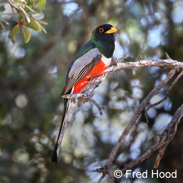 elegant trogon (wild)
