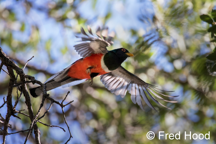 elegant trogon (wild)