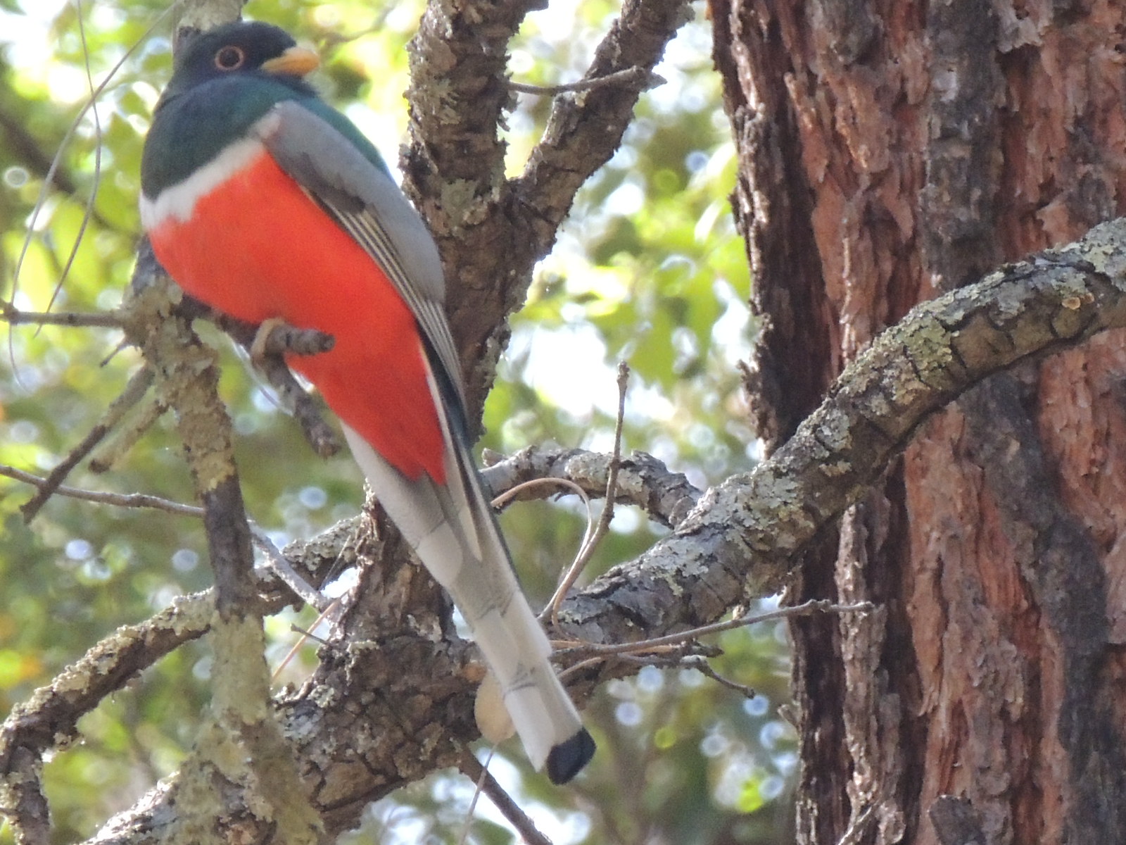elegant trogon