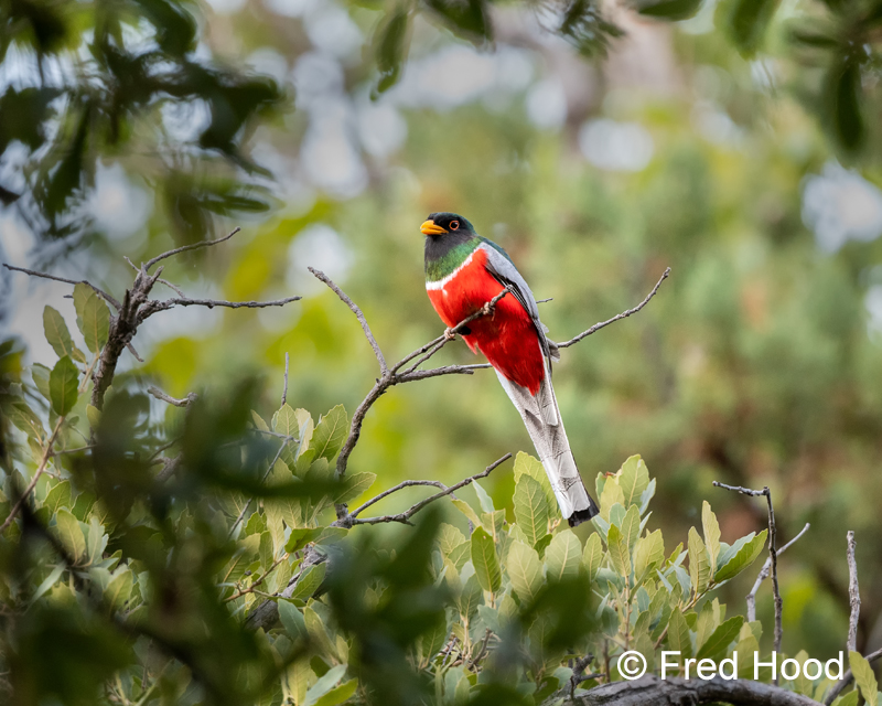 elegant trogon