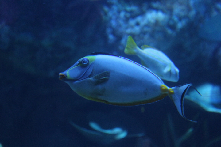 Elegant unicornfish (Naso elegans) - BXSea