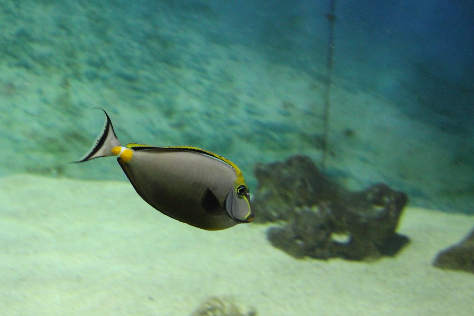 Elegant unicornfish - Naso elegans
