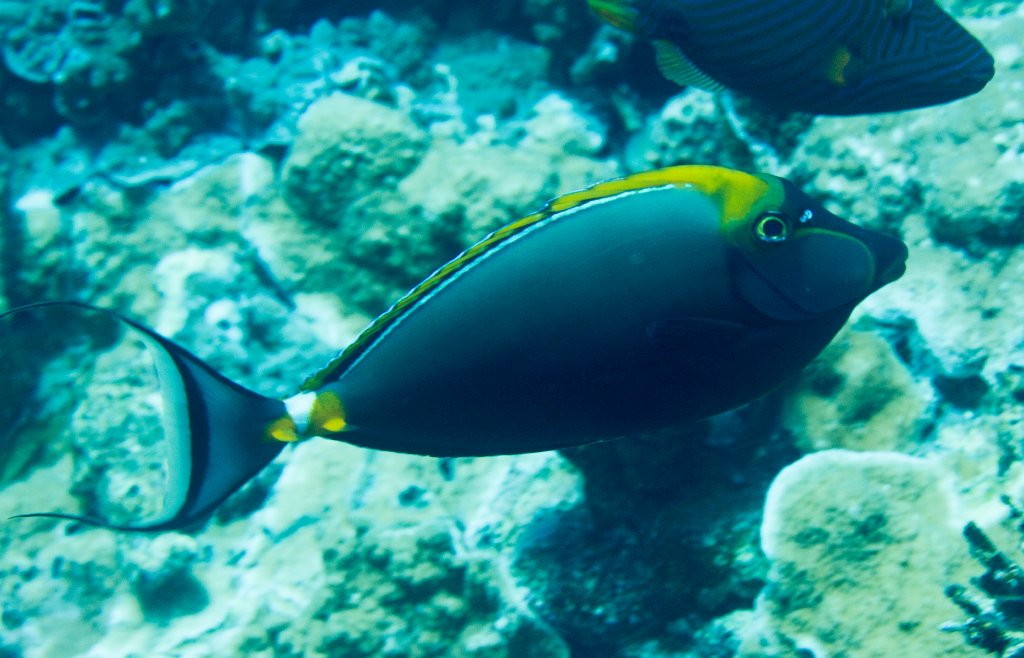 Elegant Unicornfish