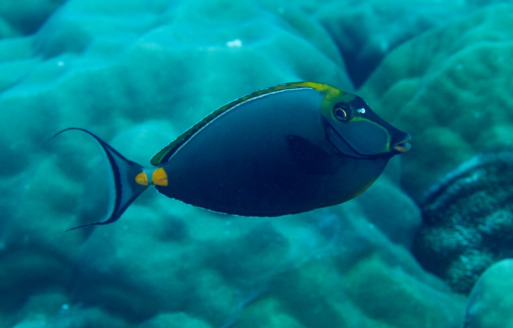Elegant Unicornfish